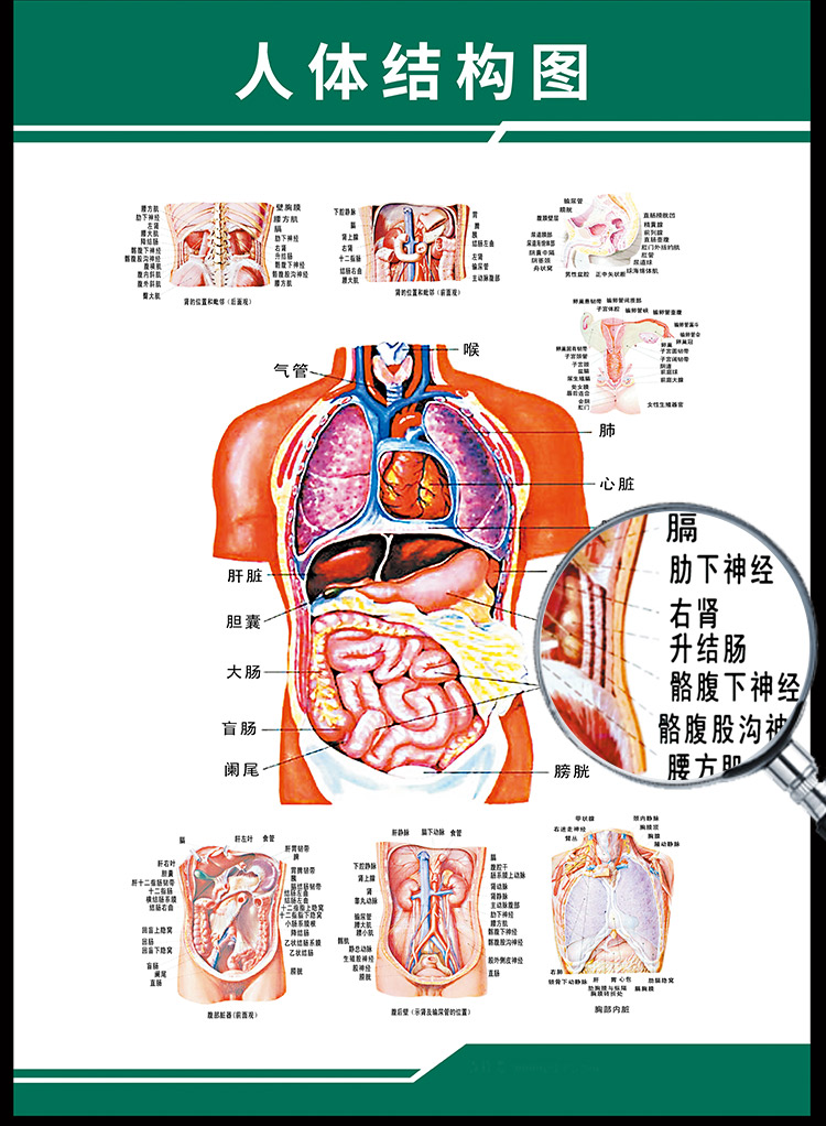 消化生殖泌尿神经解剖内脏骨骼肌肉医院医学挂图 y003