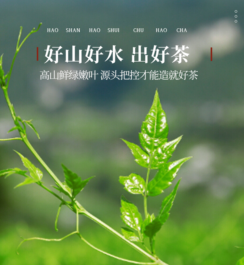 【永顺土家】芽尖莓茶野生高山莓茶龙须湘西永顺土家莓茶藤茶养生茶