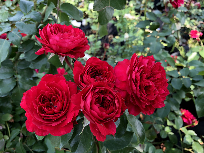 欧月红达 红色达芬奇玫兰盆栽月季灌木短藤庭院耐热四季多花强健 红色