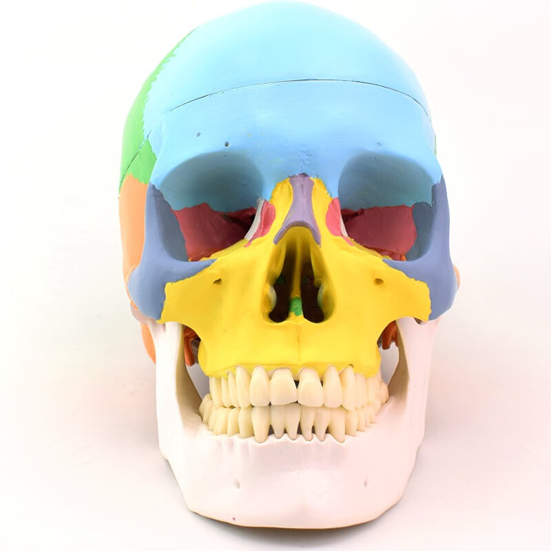 enovo颐诺医学人体头骨模型 1:1仿真头颅口腔颌面美容微整头模型 脑