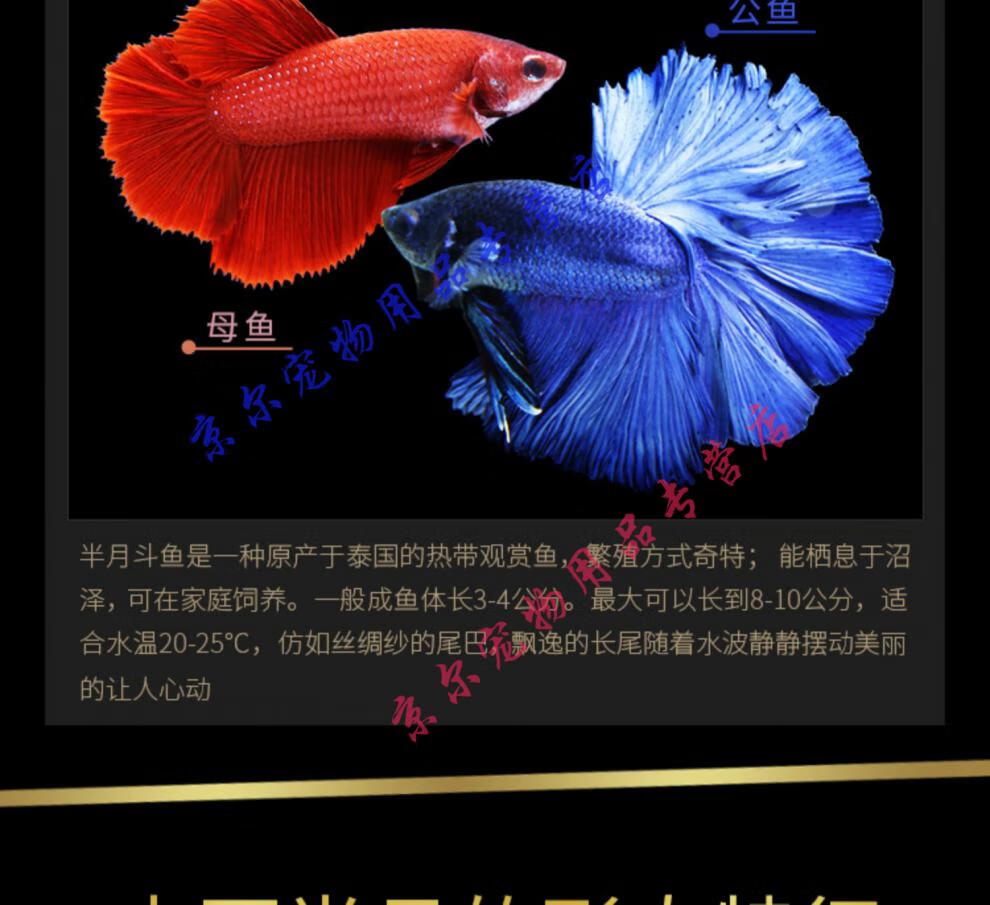 天弗泰国斗鱼马尾狮王半月母斗鱼观赏鱼热带鱼活体宠物淡水鱼鱼缸米
