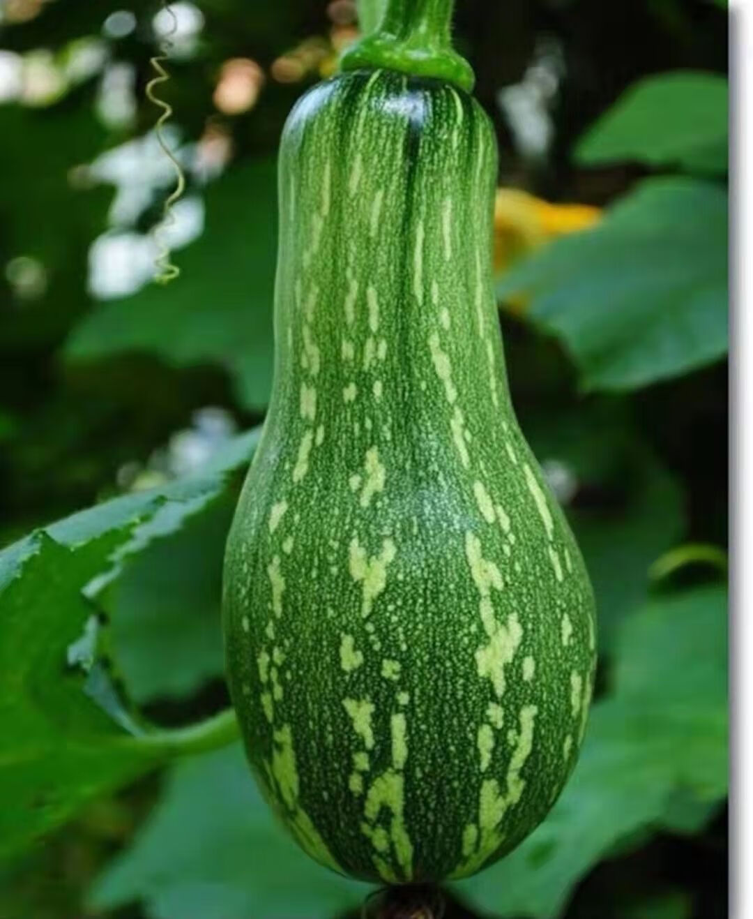 新鲜嫩南瓜小南瓜农家自种菜南瓜嫩瓜倭瓜南瓜本土蔬菜5斤装 3-3.