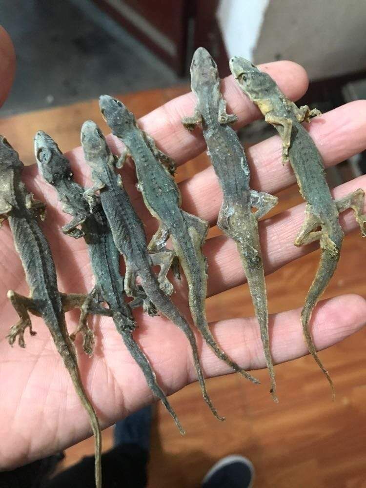 伟博 天龙干中药材中药清煲汤可磨粉100克另售蜈蚣壁虎干 壁虎如图