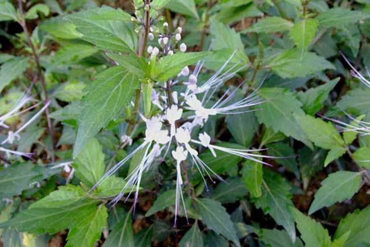 野生猫须草西双版纳猫须草茶纯叶天然晒干新货特级猫须草茶叶80g