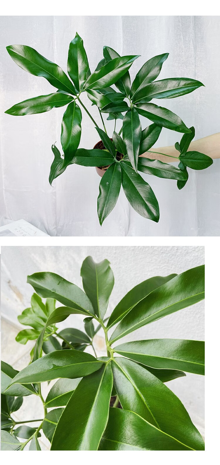 掌叶蔓绿绒印第安羽毛大叶伞室内办公室客厅好养绿植物盆栽北欧 带