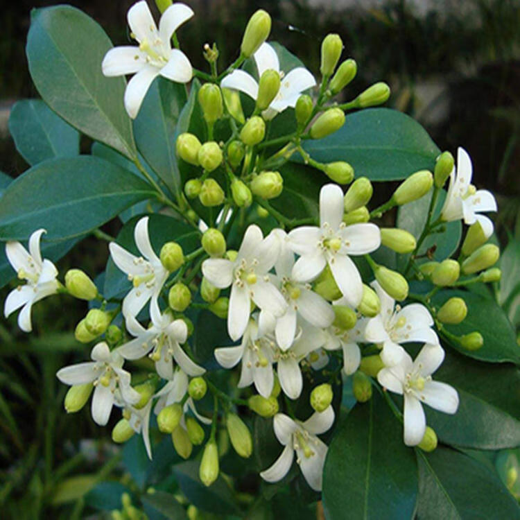 独杆九里香盆栽苗树形九里香七里香树桩观叶观花浓香型四季花卉 9年独