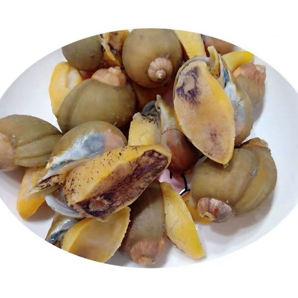 自家渔船捕捞假鲍鱼海蜗牛鲍鱼螺老婆脚肉质q弹未去壳四斤