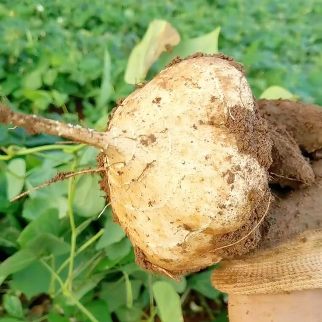 采缇 贵州地萝卜凉薯5斤地瓜新鲜白土地瓜沙葛白土瓜现挖农家自种 1斤