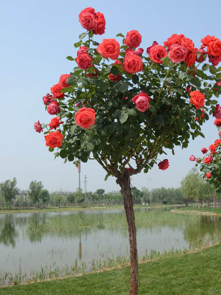 月季适用空间:庭院,阳台是否含花盆:不含盆类别:木本花卉开花季节