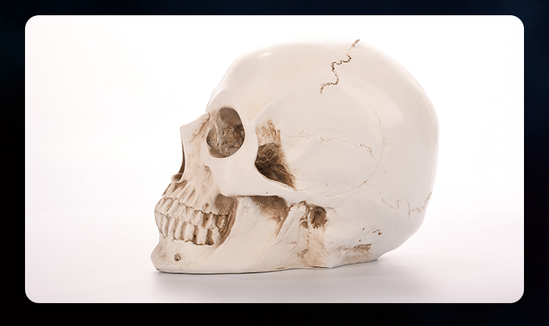 2022新款头骨模型临床医学人体解剖仿真人颅骨万圣节道具美术教学骷髅