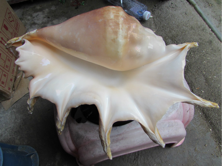 超大七角螺壳贝壳收藏家居鱼缸装饰婚礼布置礼物 天然海螺贝壳摆件t