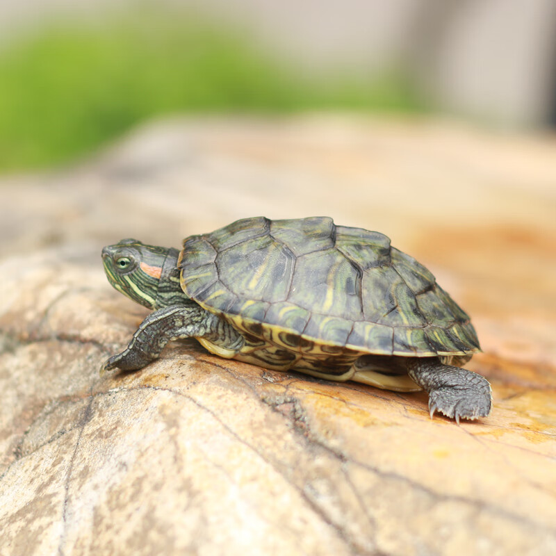 荣郁 乌龟活物大巴西龟活体小彩龟宠物龟中华草龟苗鳄龟长寿观赏龟