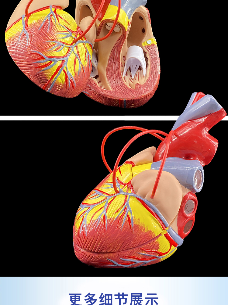 心脏模型解剖可拆卸教学模型仿真自然大心脏模型医学自然大心脏图解