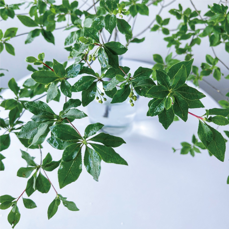 吊钟鲜切枝网红马醉木水培植物落地大肚瓶成都上海发货 进口吊钟45cm