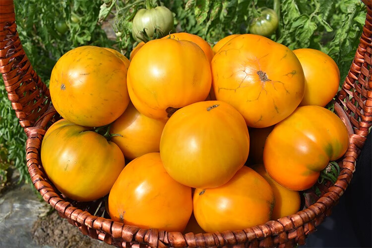 味蕾乐大黄柿子内蒙五原黄色西红柿现摘番茄水果铁皮碱地生吃番茄 现