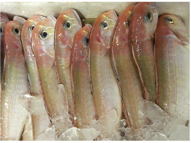 茂名深海鱼马头鱼甘鲷海鲜水产海捕方头鱼斧头鱼广东省内专拍马头鱼5