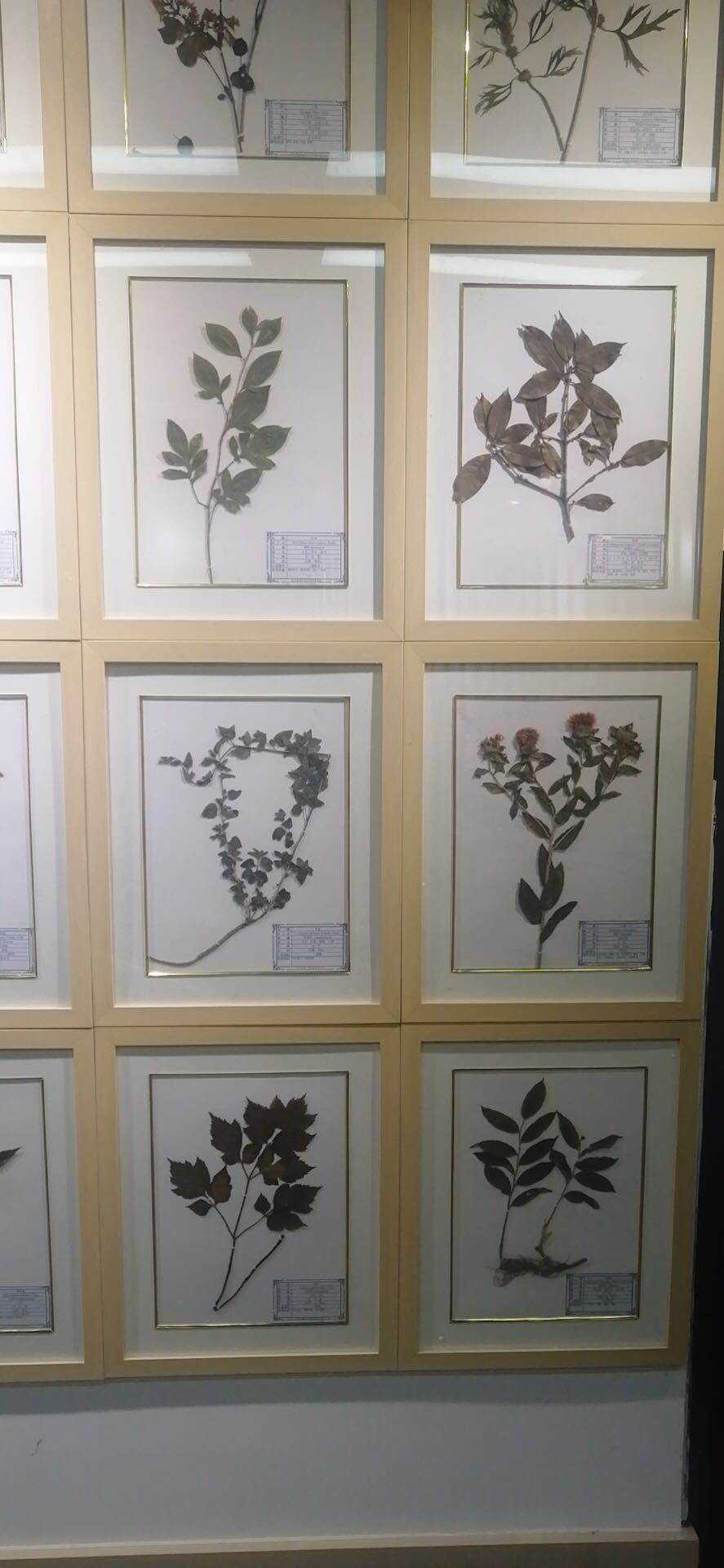 植物中草药腊叶标本精装实木框装饰展览教学ps材质原木色3040独立