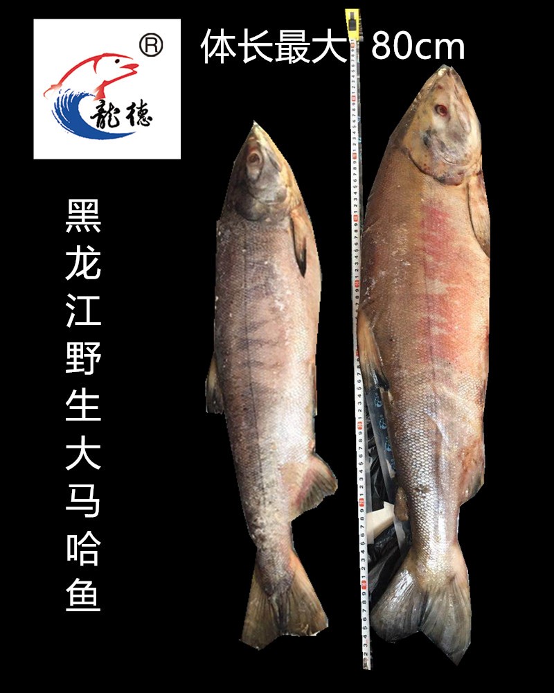 冷凍大馬哈魚公魚24公斤條黑龍江特產三江名魚龍德食品整條冷凍大馬哈