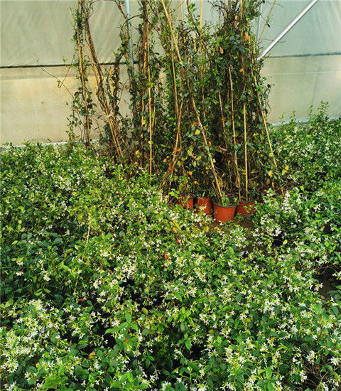 爬藤植物银丝茉莉风车茉莉浓香花卉庭院阳台花卉四季常青飘香藤 白色