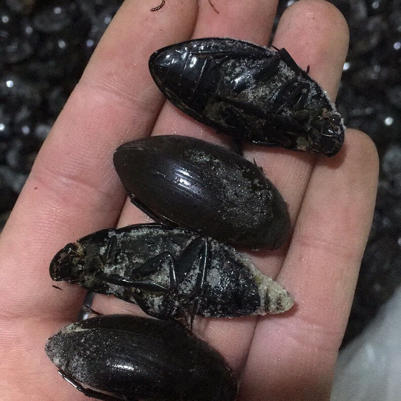 黑龙虱水龟虫老鳖盖黑鳖盖黑壳虫中通快递发货图片均为实图拍摄 龙虱