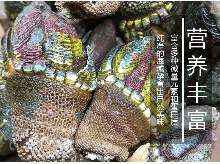 鹅颈藤壶海鲜佛手螺鲜活特大超大狗爪螺海鸡脚螺鸡爪螺龟爪螺鬼爪 1斤