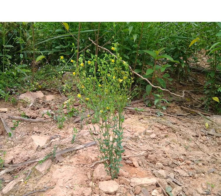 田基黃 地耳草 黃花草 雀舌草 新鮮曬乾品整株田基王500g【圖片 價格