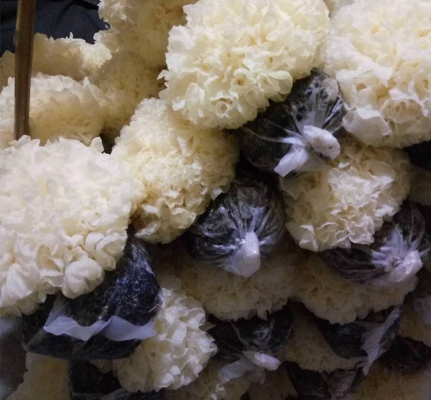 五折新鲜银耳古田湿白木耳糯6朵盒装活无硫非干货易出胶生雪耳带菌棒