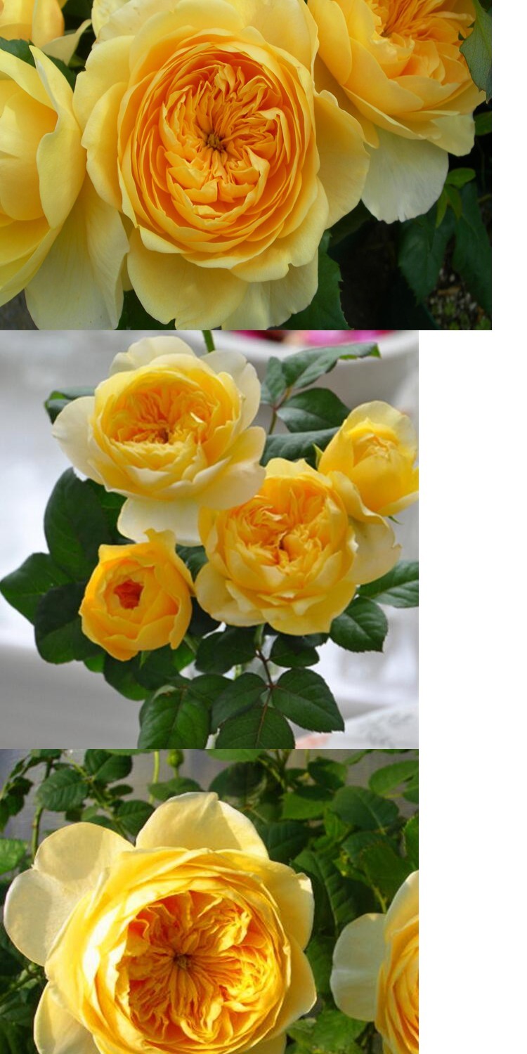 浩田花苑黄色月季圣女贞德灌木切花玫瑰花月季四季花卉盆栽小苗