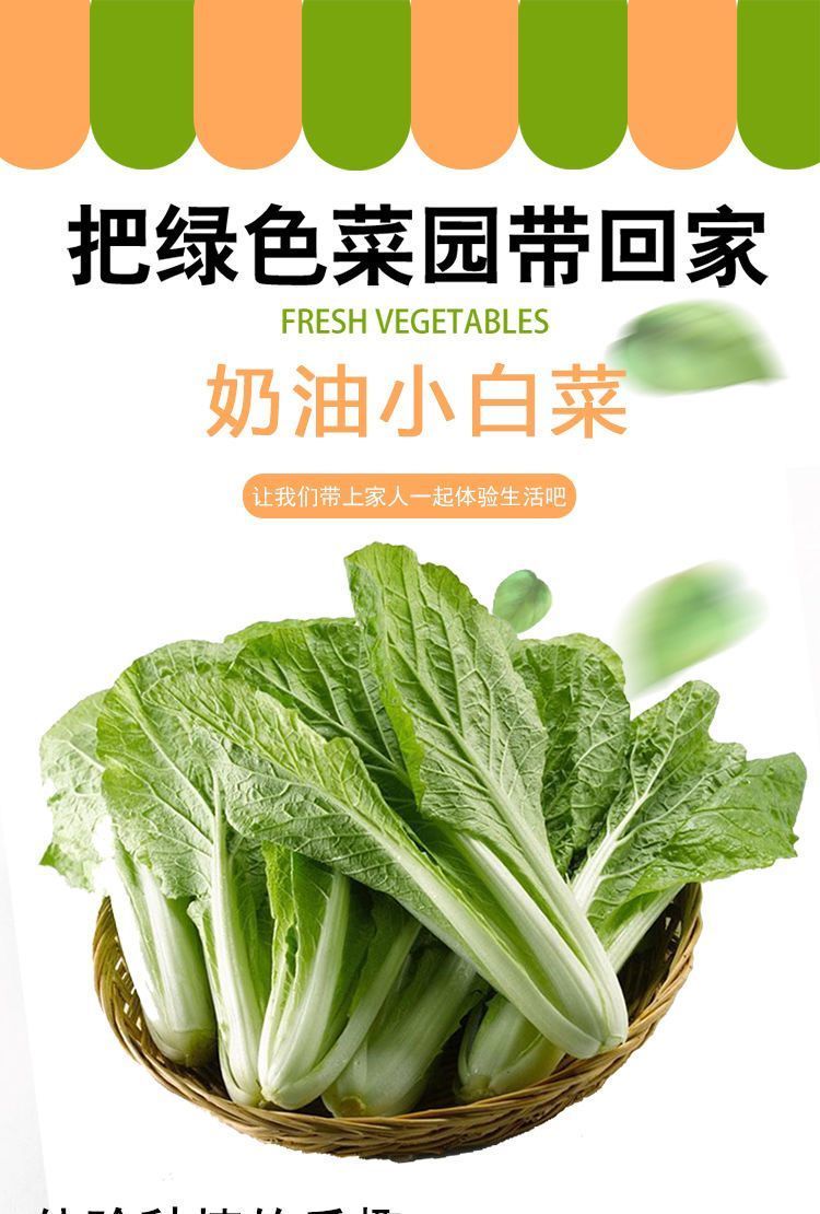 四季速生奶油小白菜种子阳台盆栽庭院种菜籽种易种蔬菜籽蔬菜种子小