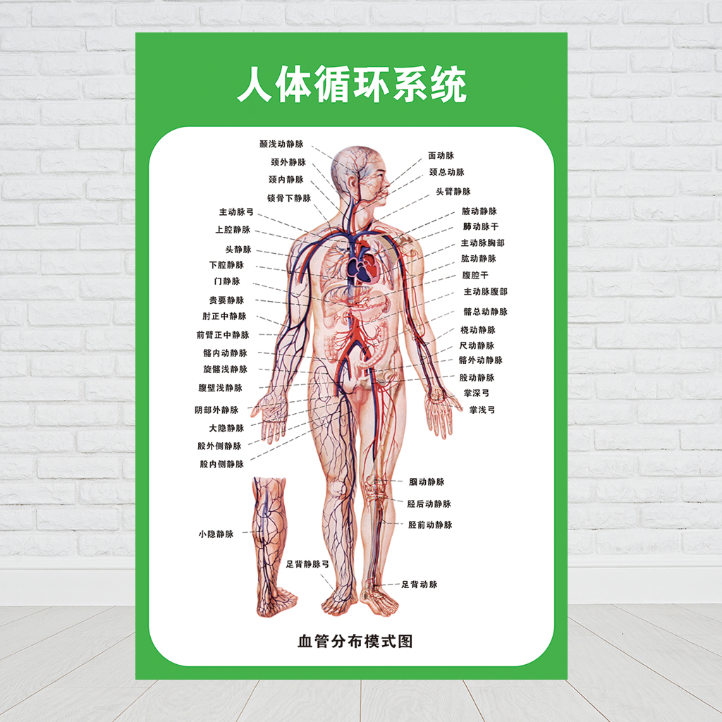 人体九大系统运动消化生殖泌尿神经解剖内脏骨骼肌肉医院医学挂图男性