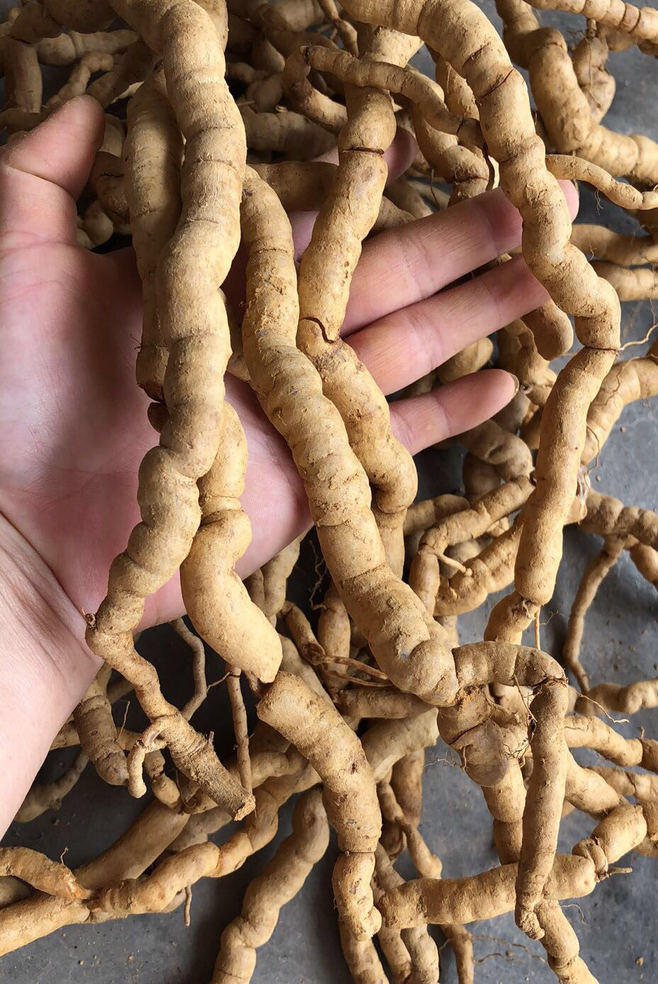 伟博新鲜野生巴戟天滋补中药材野生巴戟鸡肠风深山采挖巴戟天优选250g