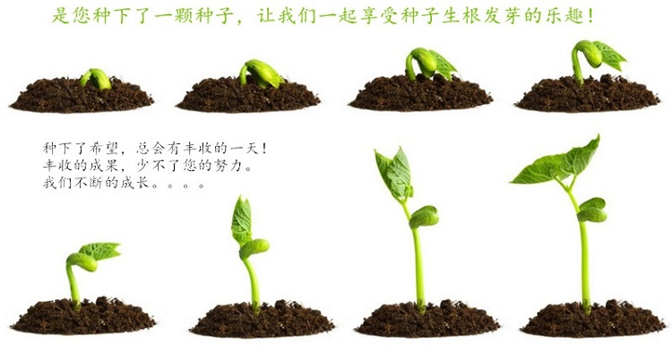 罗汉果种子鸡蛋果百香果种子猕猴桃种子火星火参果种子爬藤的果树