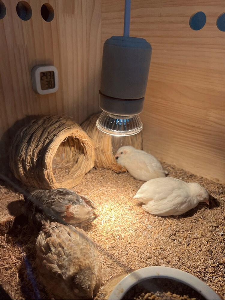 育雏保温箱芦丁鸡保温灯自动温控器恒温灯取暖灯养殖箱育雏灯小鸡加温