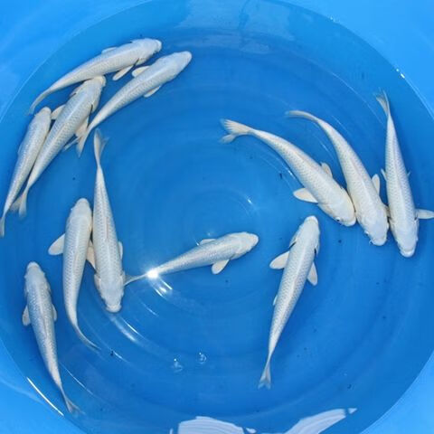 三色锦鲤黑白大观赏鱼金鱼草金冷水鱼好养招财鱼鱼苗活体小型 银色 8