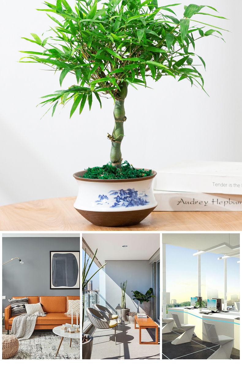 葫芦竹室内绿植竹子雅居盆景客厅房间办公室桌面四季常青树佛肚竹