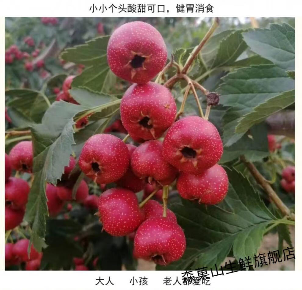 现摘山东山楂鲜果山楂果甜红子樱桃小山楂山里红雪红果糖雪球