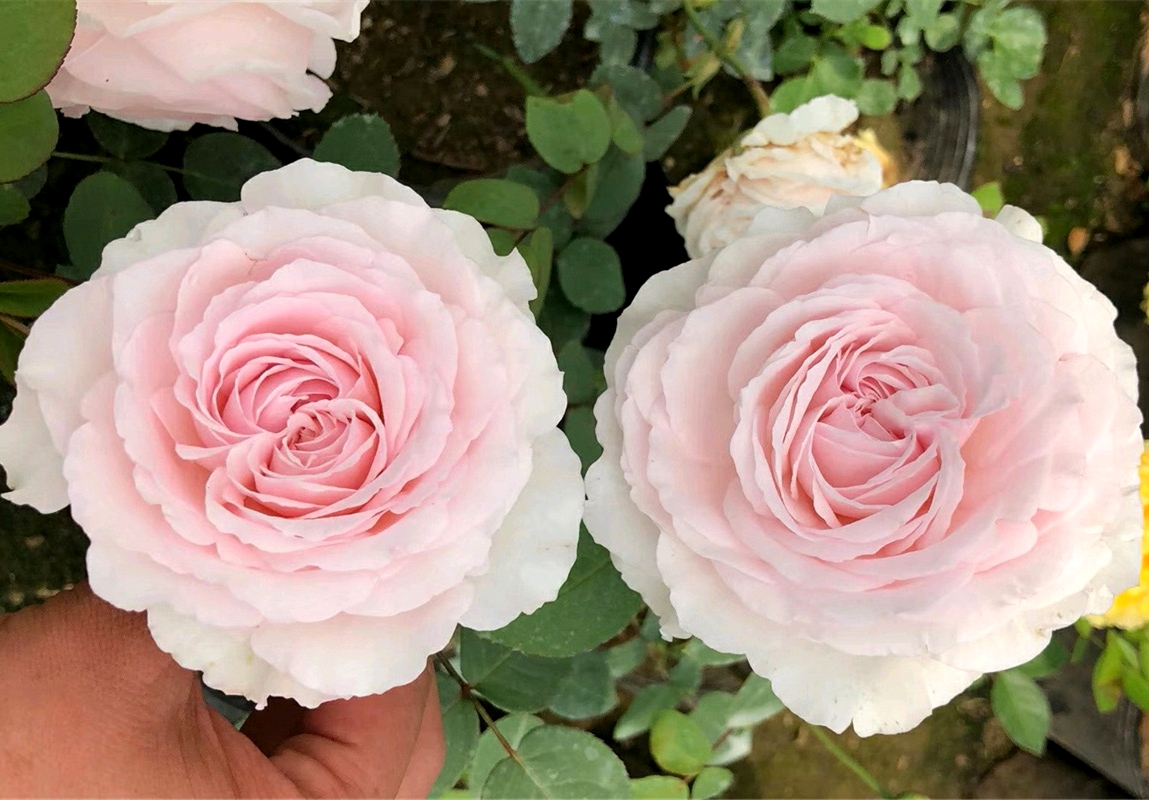 草莓奶昔 灌木月季欧月 浓香大花月季玫瑰绿植盆栽阳台庭院花卉 小苗