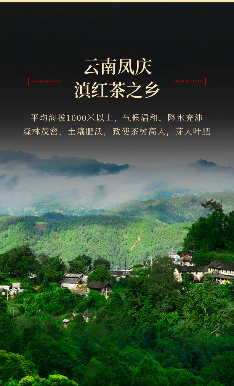 红茶滇红特一级原味蒲门礼罐 200g 云南滇红茶新茶 凤庆古树红茶俏园