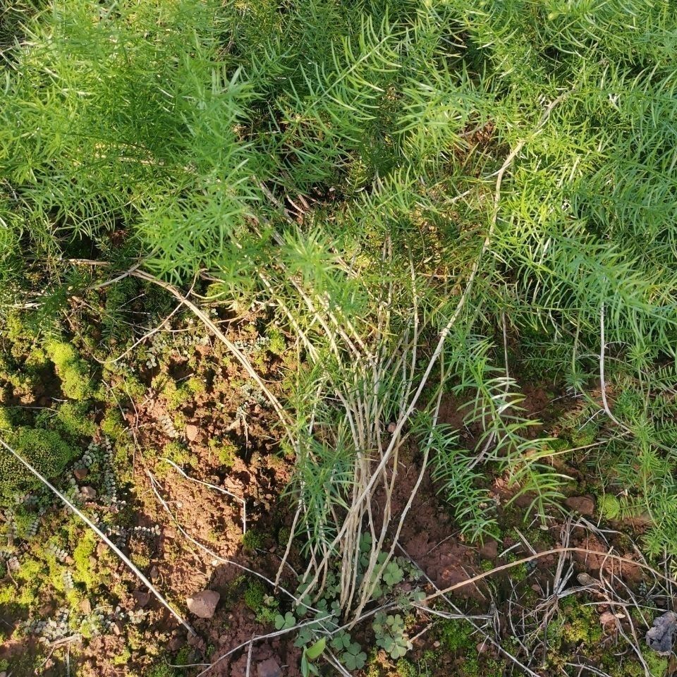 四川天冬草泡酒新鲜天门冬中药材川天冬根新货大门冬根 新鲜天门冬4斤