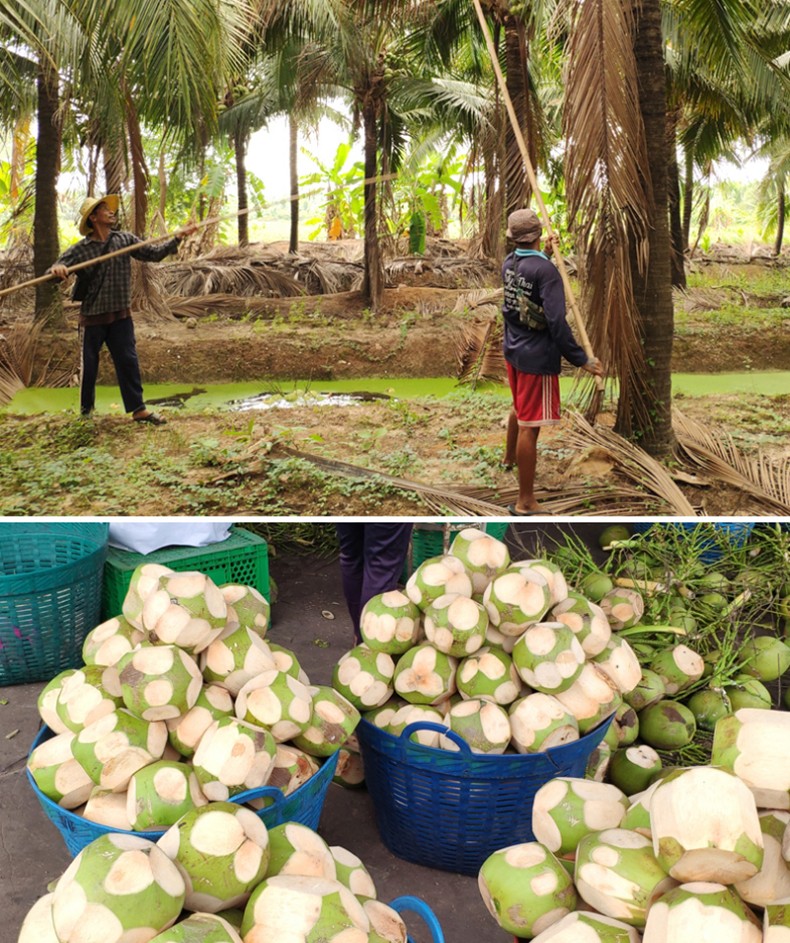 淳果一木 泰国进口椰青4个 单果约800~1100g 新鲜水果