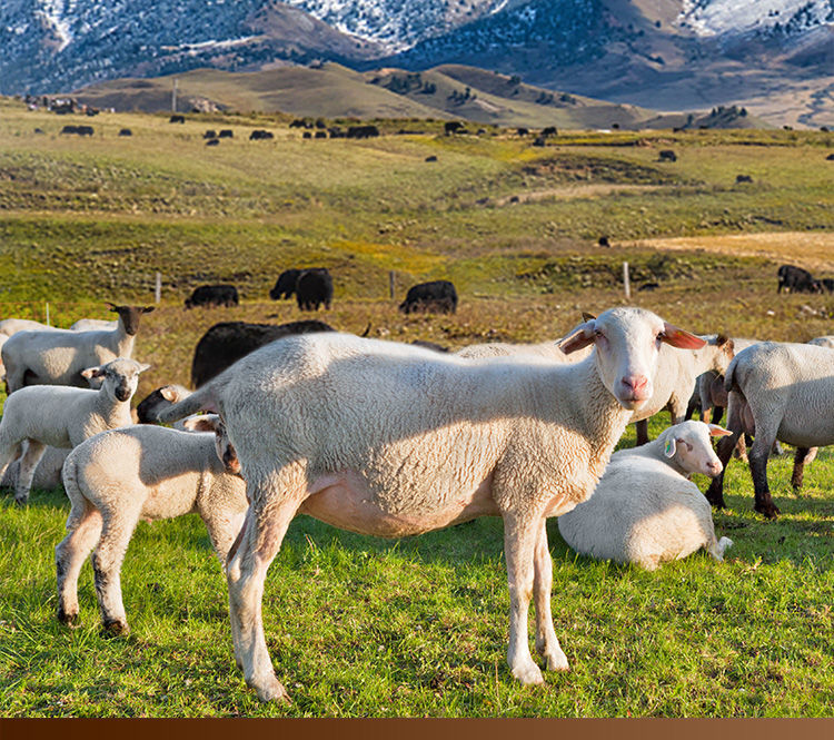 冷链速发内蒙古乳羔羊新鲜羊杂羊肉新鲜肉肠熬汤小羊排骨肉套餐羊下水