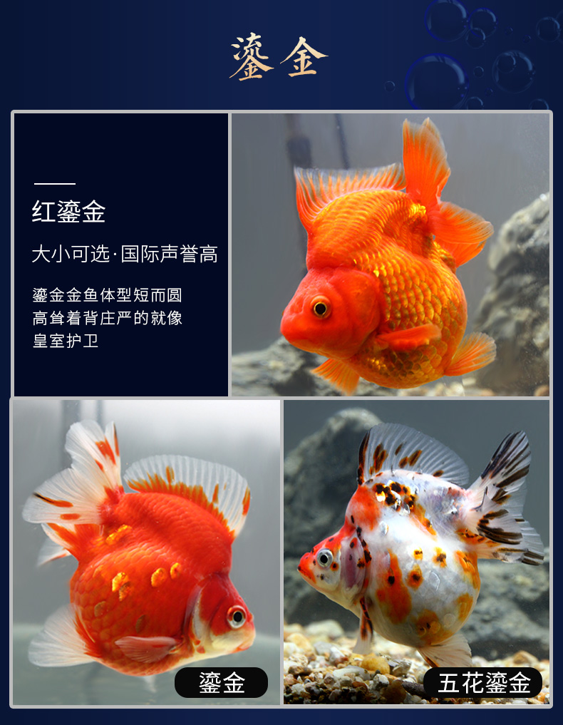 金鱼观赏鱼鱼苗活体活鱼兰寿鎏金泰狮狮子头冷水鱼珍珠鱼水泡蝶尾 5