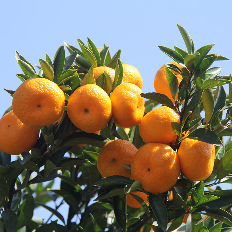 现摘新鲜应季黄皮爆汁蜜桔薄皮整箱批发 精选装(店家力荐) 小果(净重2