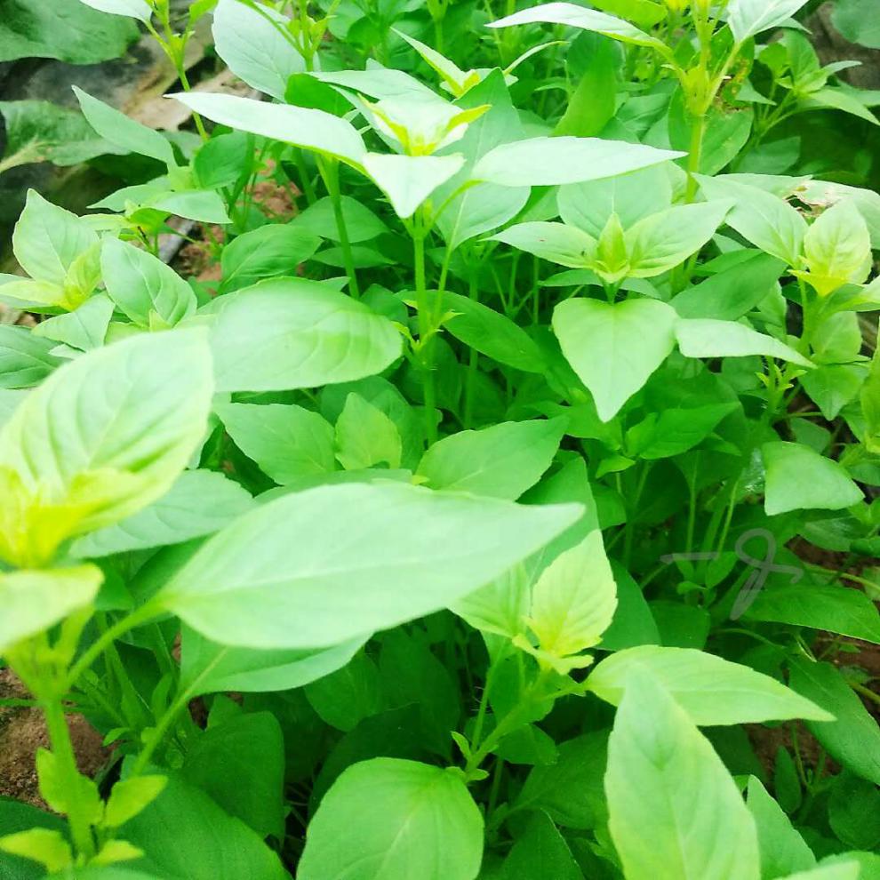 鲜美惊 新鲜荆芥菜1斤河南大叶荆芥茎芥菜调味菜现摘发货冰鲜 250g