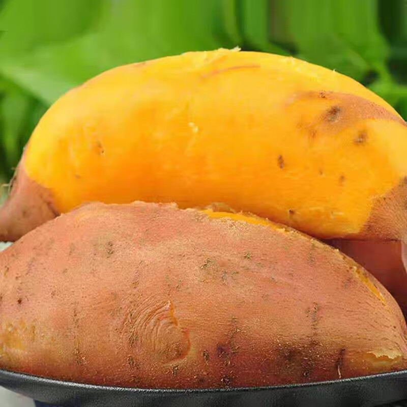 龙九红薯9号现挖红薯新鲜农家番薯地瓜沙地软糯蜜薯带箱5斤装 5斤装