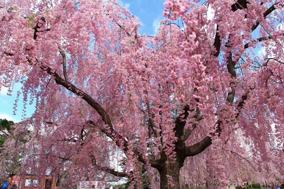 八重紅枝垂櫻樹正宗日本櫻花樹苗早櫻枝垂櫻可陽臺盆栽盆景庭院 江戶