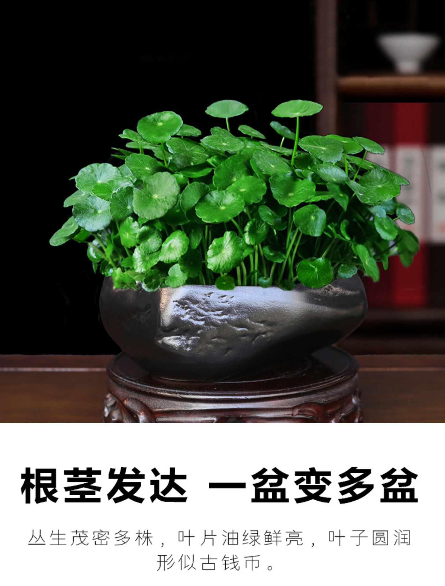 心头肉铜钱草盆栽室内招财金钱草水培植物办公室客厅四季常绿小绿植