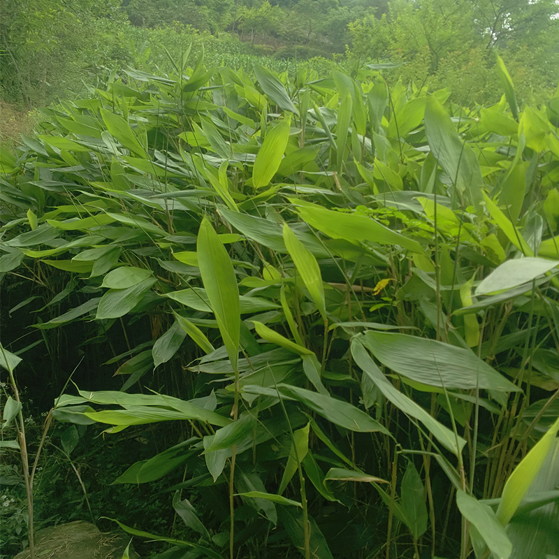 2021嫩叶新粽叶野生新鲜粽子叶野生大箬叶一份100张送棉线40米