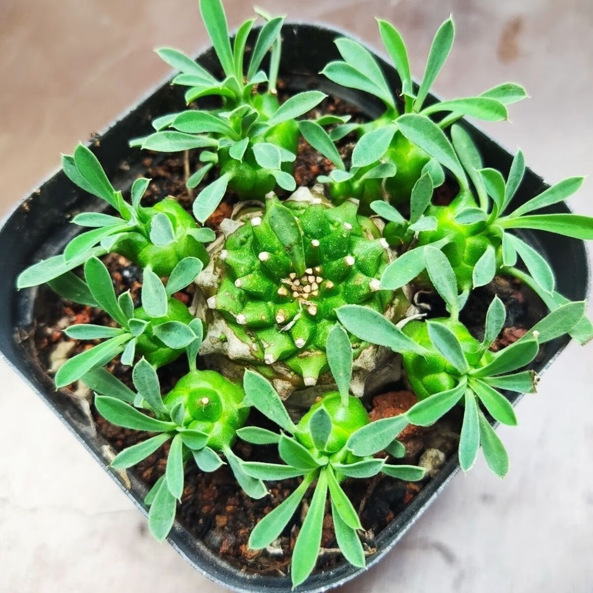 峨眉山铁甲麒麟小盆栽创意绿植块根球多肉群防辐射大戟科室内好养