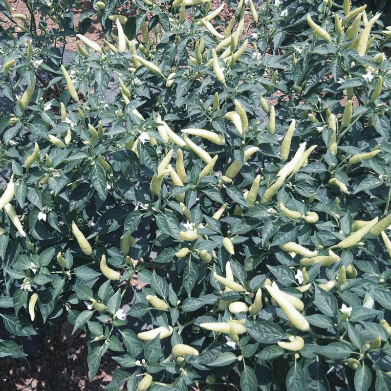 白玉米椒小米椒种子朝天椒辣椒种籽种孑长8cm顺直光滑辣味强皮厚